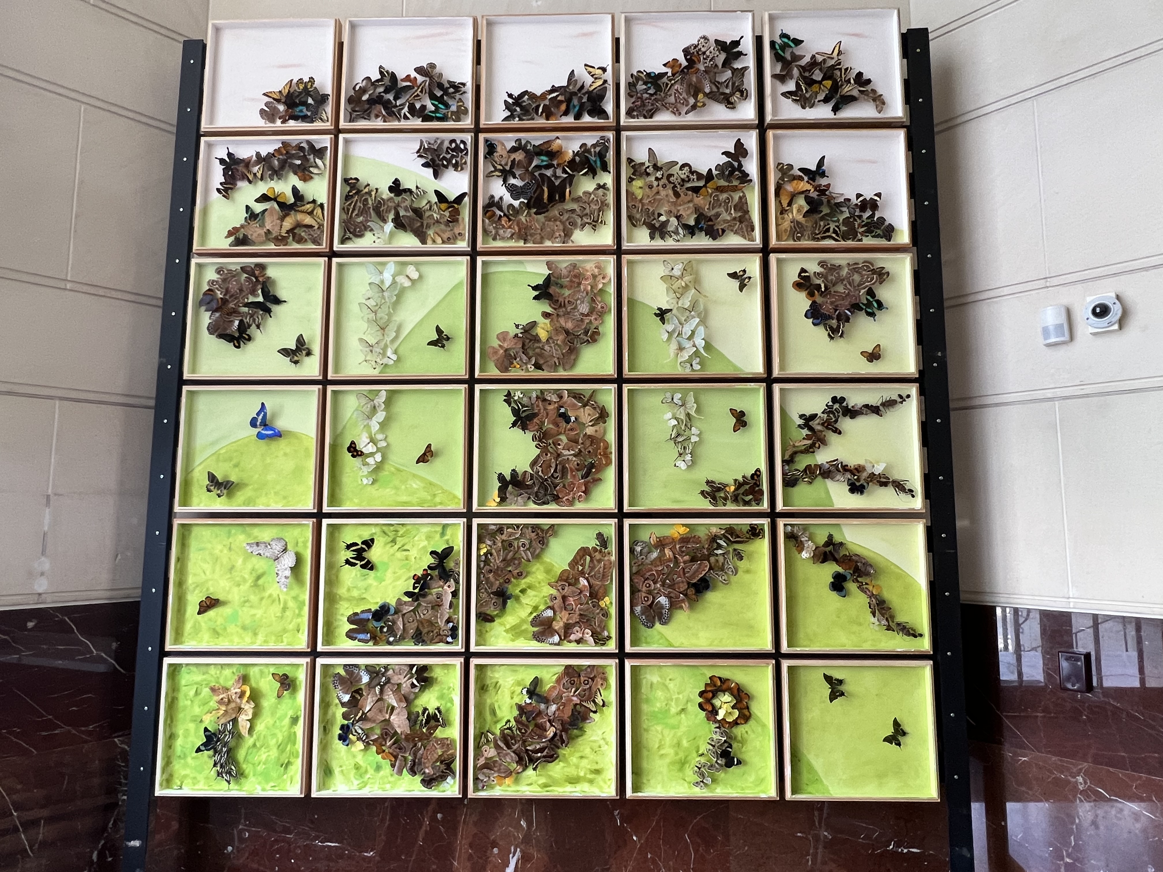 An image of preserved insects in the shape of a tree with handpainted green background
