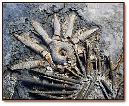 echinoid and crinoid fossils