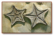 Starfish fossi