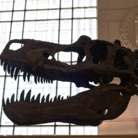 tyranosaur head in texas science and natural history museum 