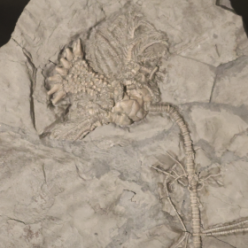 sea lily fossil