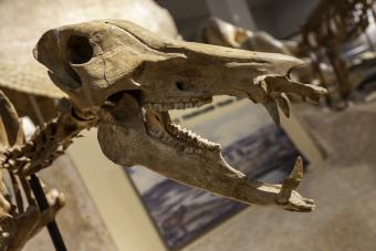 Large fossilized skull