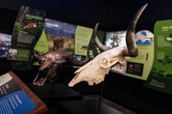 skulls of longhorn and bison