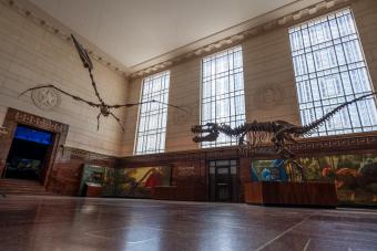 picture in the great hall Quetzalcoatlus northropi fossil (left) and tyrannosaur fossil (right)