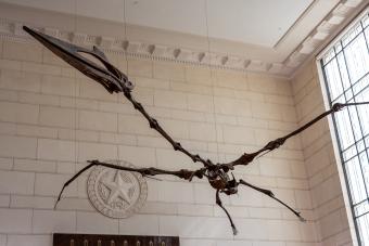 A dinosaur fossil suspended in the air in a white room 