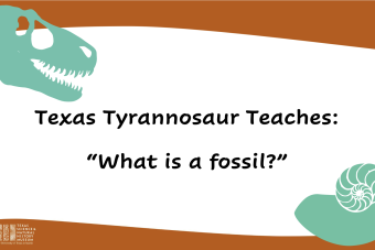 What is a fossil?