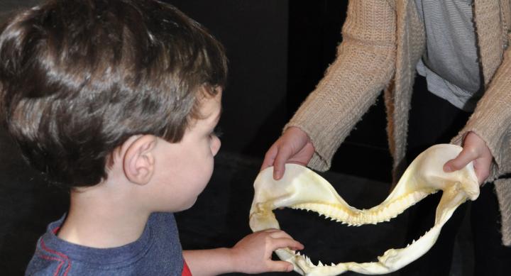 young boy touching shark teeth fossil
