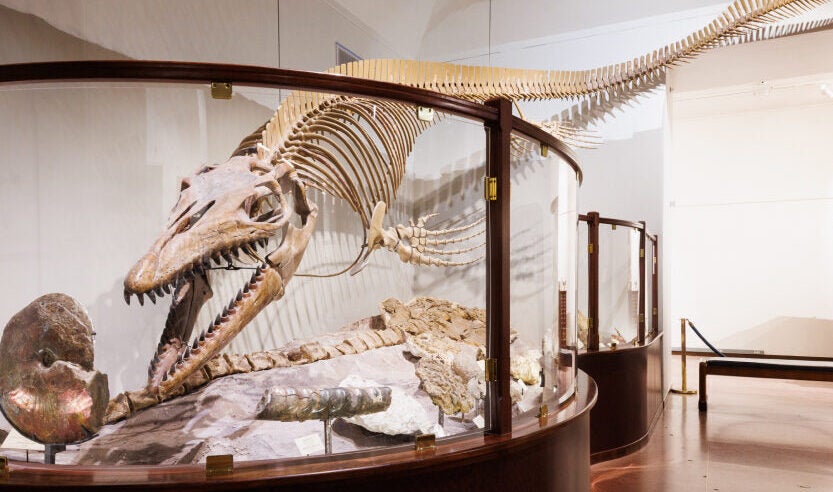 Dinosaur skeleton