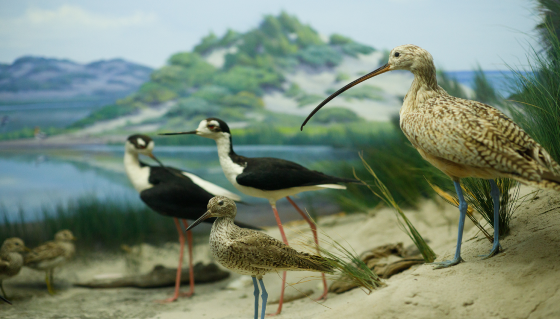 artwork depicting coastal birds