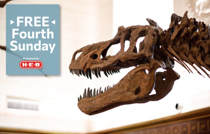 tyrannosaur head, Free Fourth Sunday, HEB logo