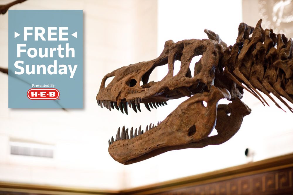 tyrannosaur head, Free Fourth Sunday, HEB logo