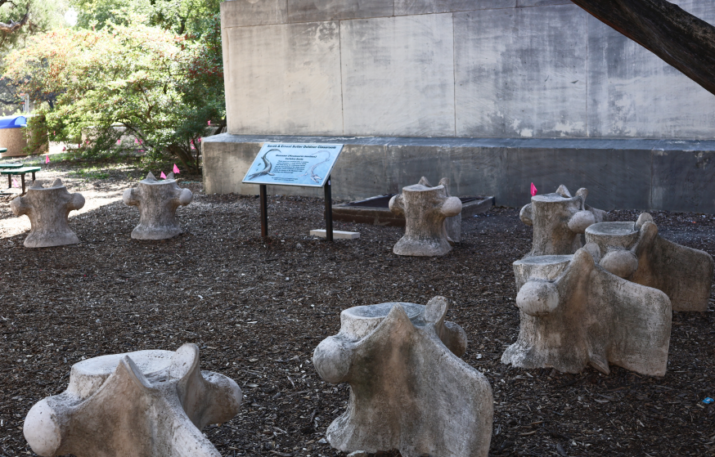 Outdoor Classroom with tree stump seats