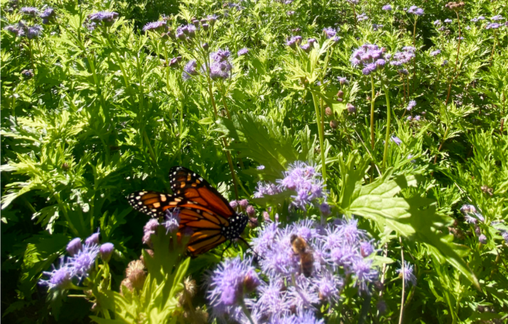 Butterfly perched on flower