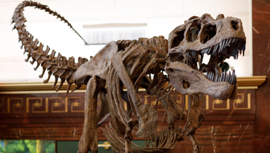 T-rex skeleton