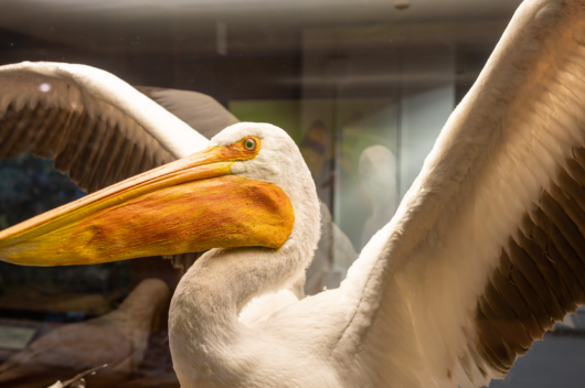 Pelican statue