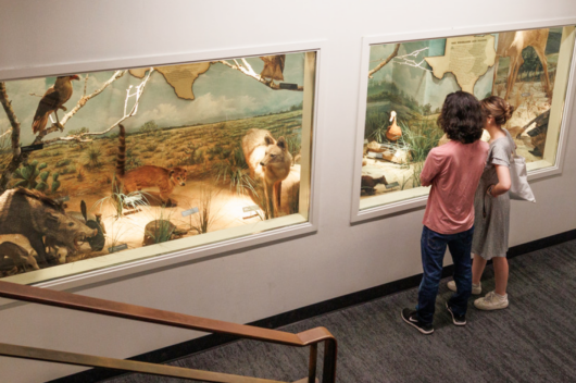 Children exploring an animal exhibit