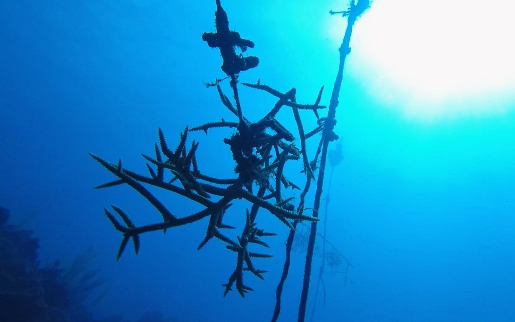 coral in blue water