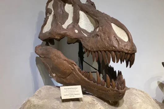 dinosaur skull