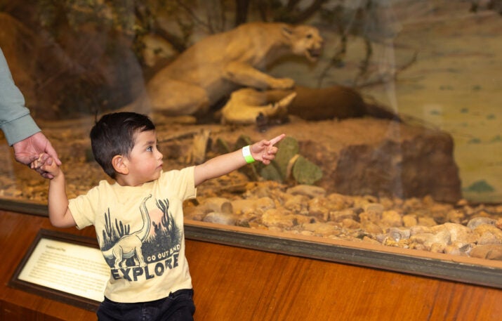 boy looking at mountain lion display