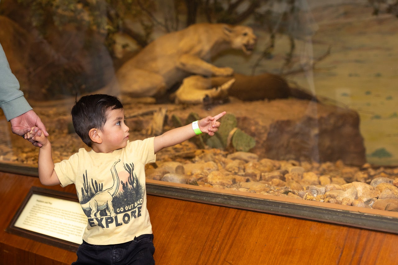 boy looking at mountain lion display
