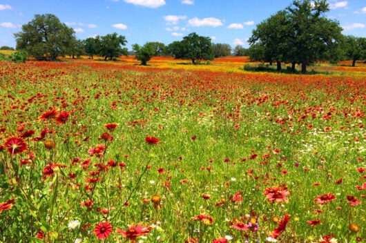a field of Texas wildflowers