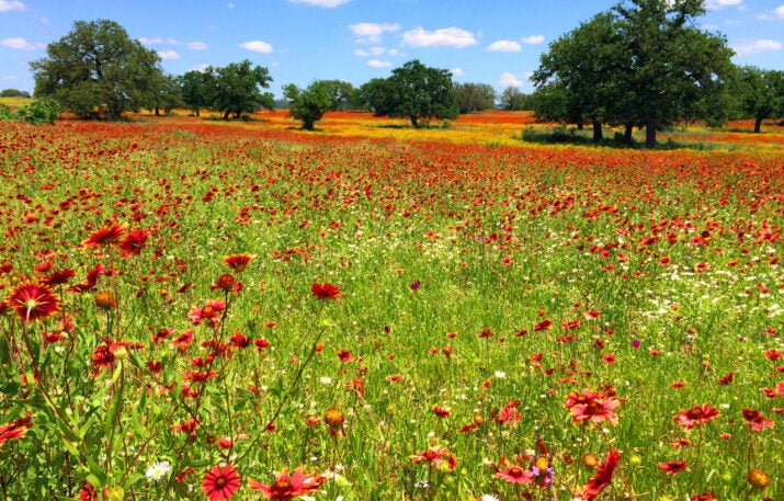 a field of Texas wildflowers