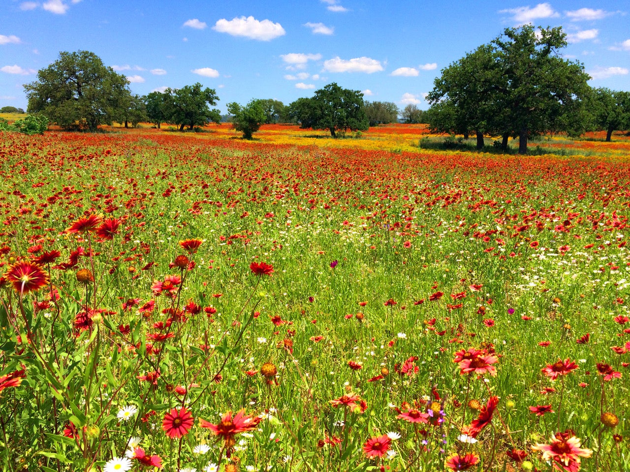 a field of Texas wildflowers