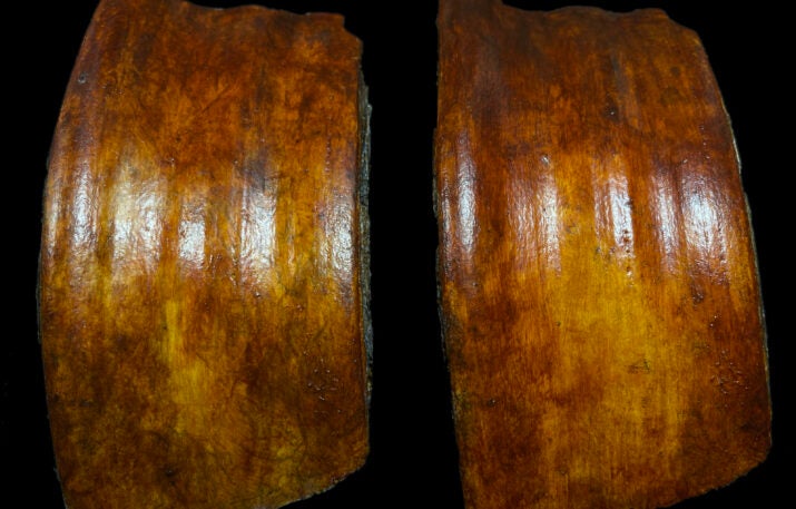 Fossil painting workshop