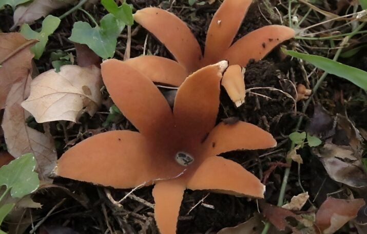 hissing mushroom