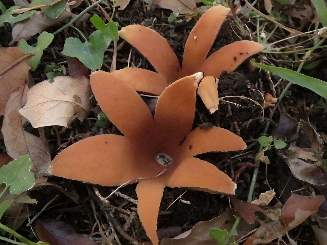 hissing mushroom